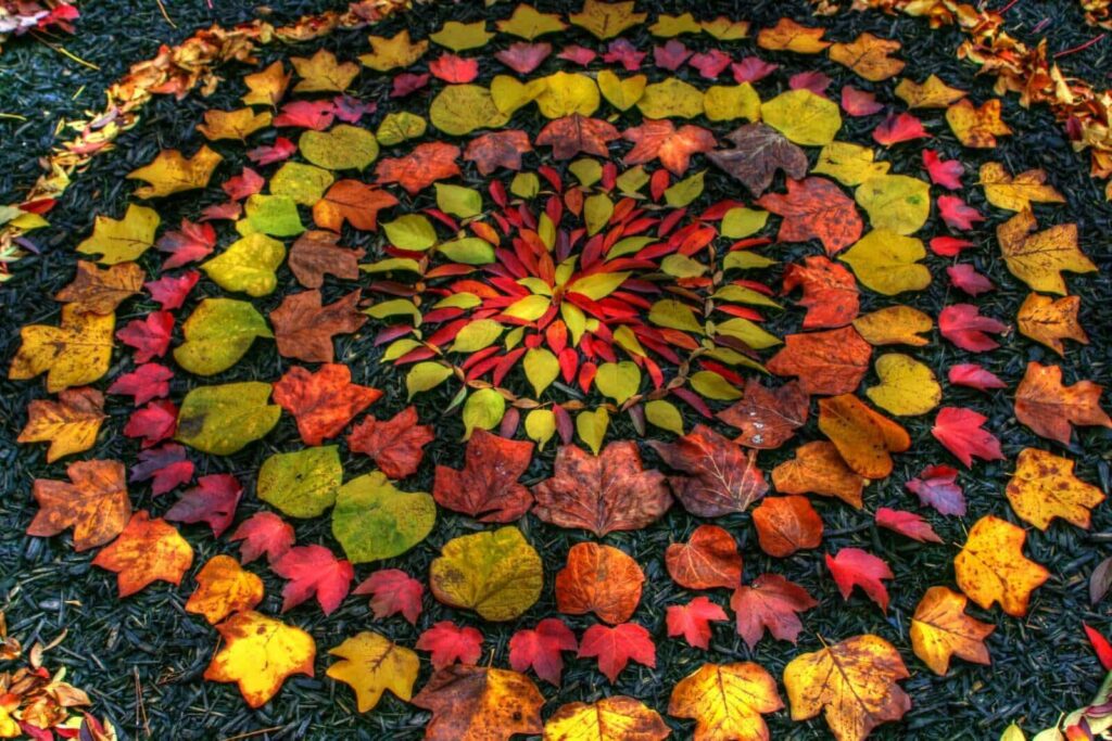 Oeuvre de Andy Goldsworthy. Un mandala réalisé avec des feuilles de différentes formes et couleurs (vert, rouge, violet, orange, ...)