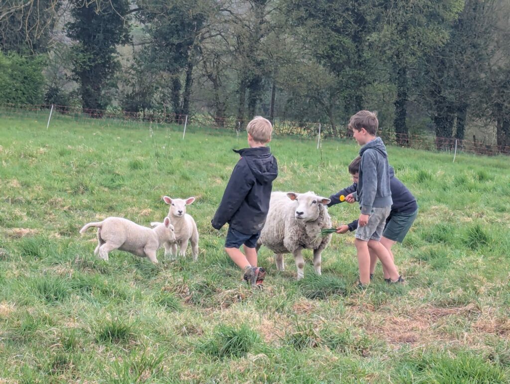Des enfants jouent avec des moutons et des agneaux