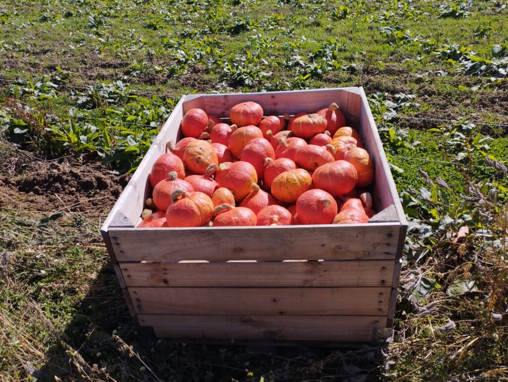 Une grosse caisse en bois remplie de potimarrons