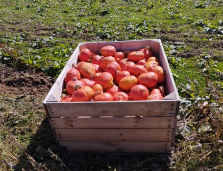 Une grosse caisse en bois remplie de potimarrons