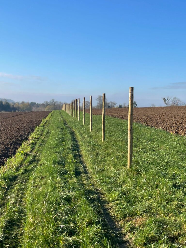 Ligne des tuteurs des arbres fruitiers