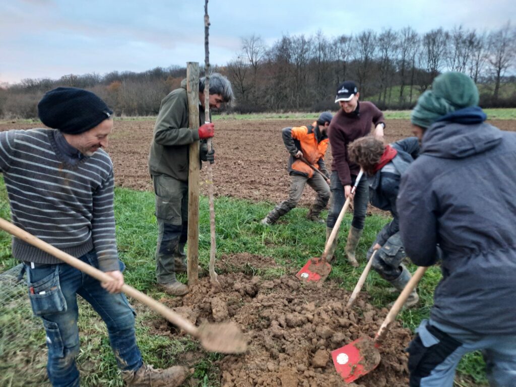 Un groupe d'homme qui plante un arbre fruitier