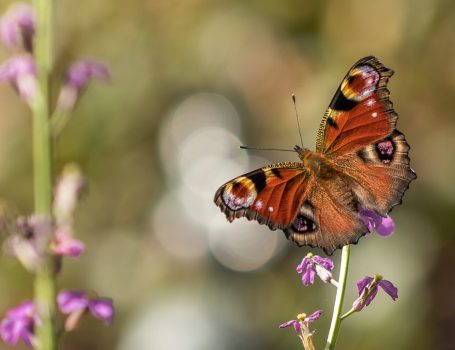 Un papillon butine une fleur