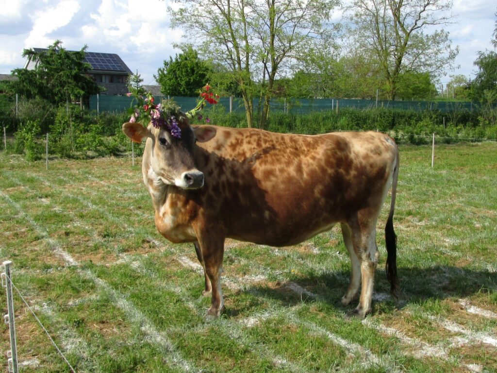 Une vache dans une prairie. Elle porte une courone de fleurs sur ses cornes