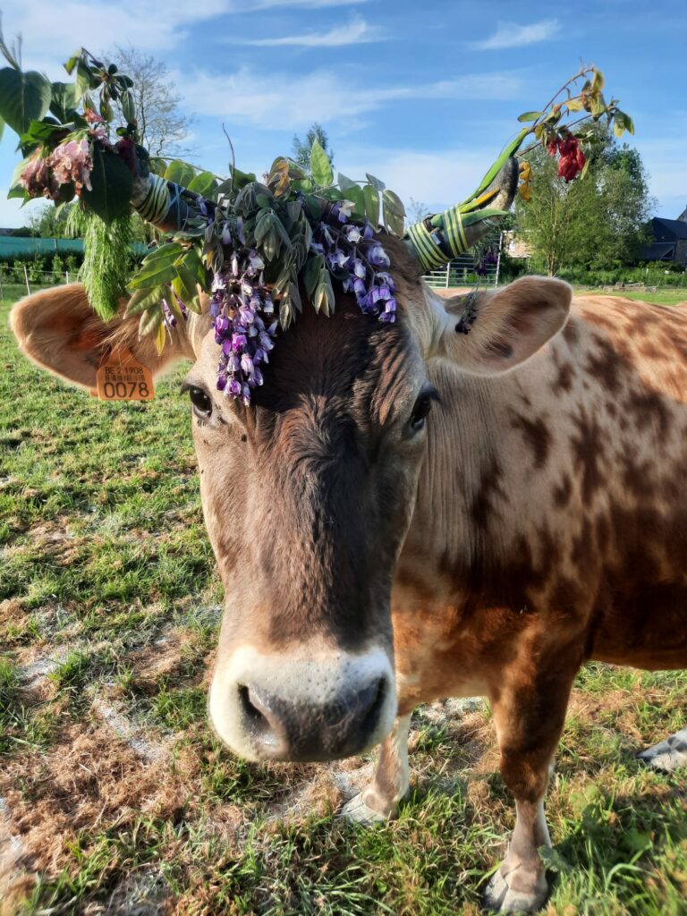 Gros  plan sur la vache avc sa couronne de fleurs.