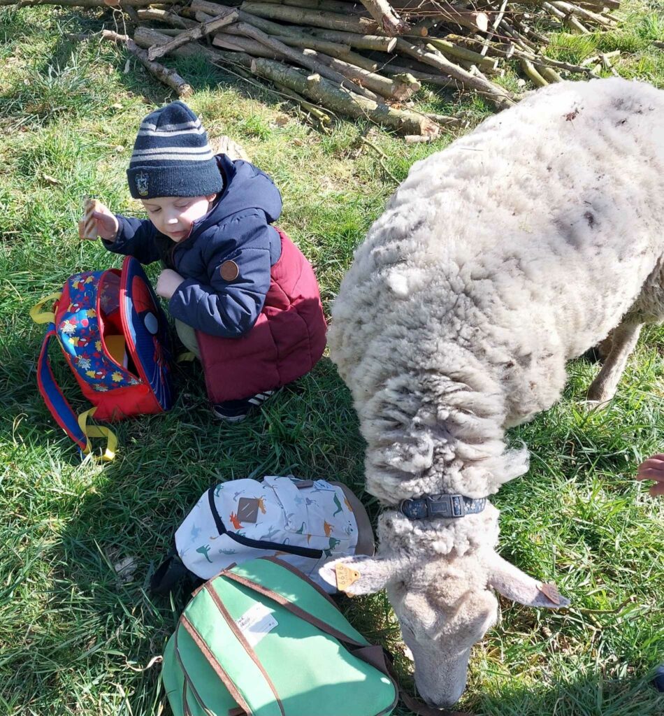 un petit garçon assit à côté d'un mouton en train de brouter