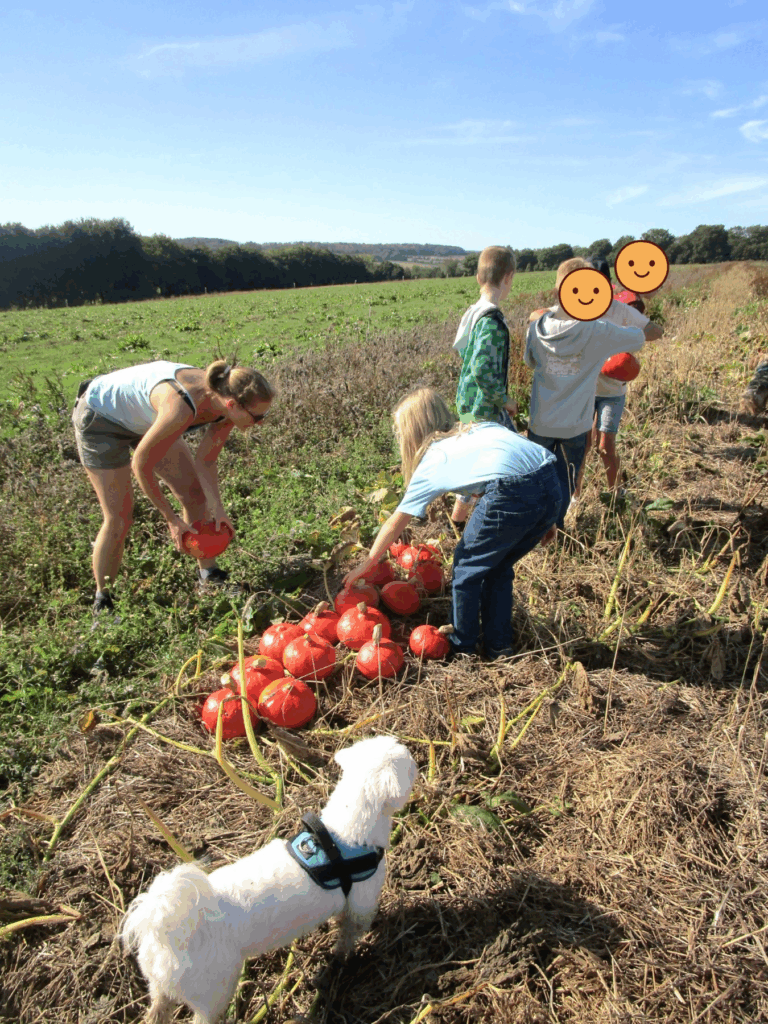 Des enfants récoltent des potimarrons avec Aline Lourtie