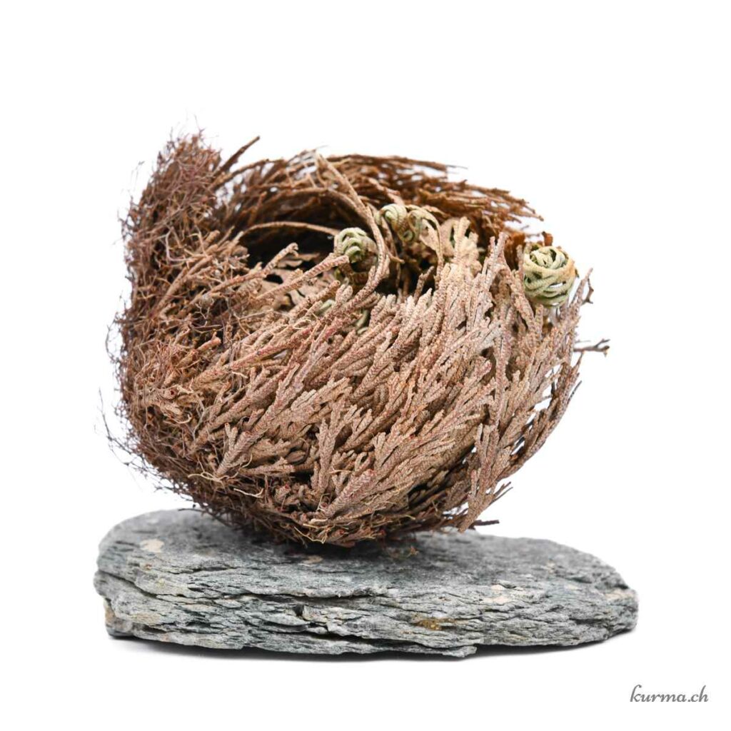 Fleur de Jéricho fermée